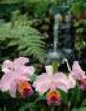 Tropical flowers